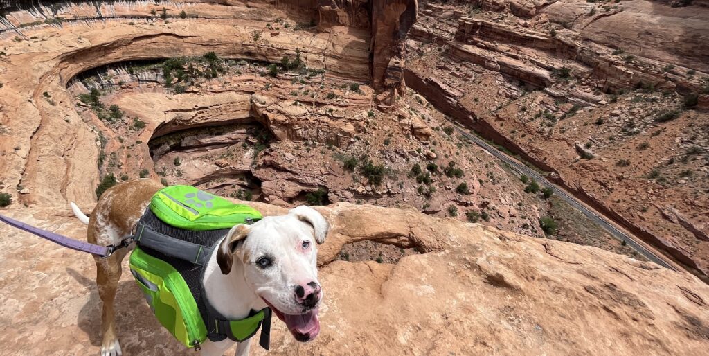 Veterinary license guide - Piccolo stares into canyon abyss of multi-state licensing